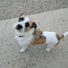 Medium Photo #1 Collie-Pug Mix Puppy For Sale in Bemidji, MN, USA