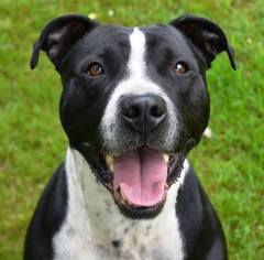 American Pit Bull Terrier Dogs for adoption in Clarkston, MI, USA