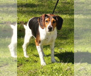 Beagle-Treeing Walker Coonhound Mix Dogs for adoption in Wetumpka, AL, USA