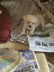 Medium Photo #1 Dachshund Puppy For Sale in Dunnellon, FL, USA