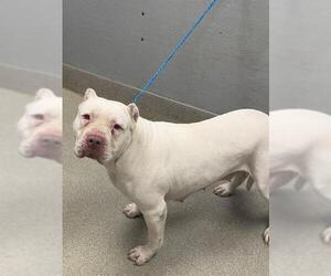 Mutt Dogs for adoption in Las Vegas, NV, USA