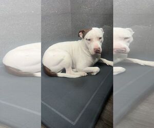 American Pit Bull Terrier Dogs for adoption in miami, FL, USA