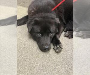 German Shepherd Dog-Unknown Mix Dogs for adoption in Las Vegas, NV, USA