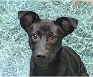 Feist Terrier-Unknown Mix Dogs for adoption in Anniston, AL, USA