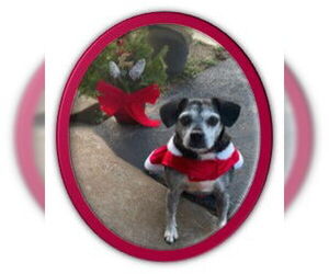 Parson Russell Terrier-Unknown Mix Dogs for adoption in Huntsville, AL, USA