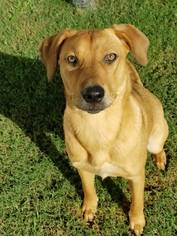 Golden Retriever-Unknown Mix Dogs for adoption in Statesboro, GA, USA