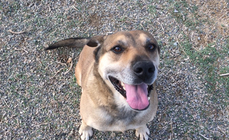 Labrottie Dogs for adoption in Orange, CA, USA