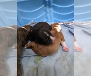 American Pit Bull Terrier-Unknown Mix Dogs for adoption in Tulsa, OK, USA