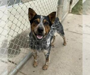 Mutt Dogs for adoption in Modesto, CA, USA
