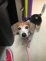 Beagle Dogs for adoption in Centreville, VA, USA