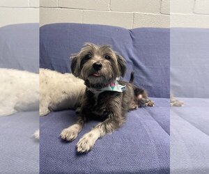 Maltese-Unknown Mix Dogs for adoption in Muskegon, MI, USA