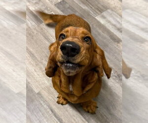 Basset Hound Dogs for adoption in Deepwater, NJ, USA