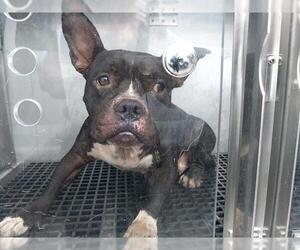 American Bulldog Dogs for adoption in Fort Lauderdale, FL, USA