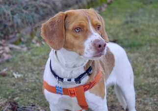 Medium Photo #1 Beagle Puppy For Sale in Greenbelt, MD, USA