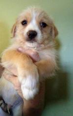 ShiChi Dogs for adoption in Warwick, RI, USA