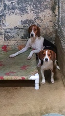 Treeing Walker Coonhound Dogs for adoption in Palm Harbor, FL, USA