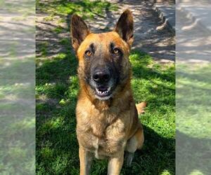 German Shepherd Dog-Unknown Mix Dogs for adoption in Conroe, TX, USA