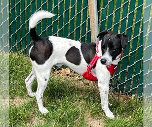 Rat Terrier-Unknown Mix Dogs for adoption in Cedar Rapids, IA, USA