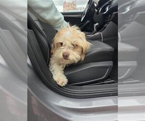 Mutt Dogs for adoption in San Antonio, TX, USA