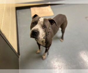 American Pit Bull Terrier Dogs for adoption in Denver, CO, USA