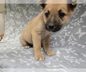 German Shepherd Dog-Siberian Husky Mix Dogs for adoption in HESPERIA, CA, USA