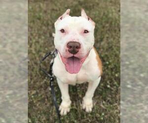 Bullypit Dogs for adoption in West Palm Beach, FL, USA