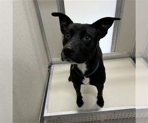 Labrador Retriever-Unknown Mix Dogs for adoption in Palmetto, FL, USA