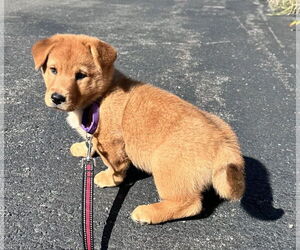 Chow Chow-Pembroke Welsh Corgi Mix Dogs for adoption in Sterling, MA, USA