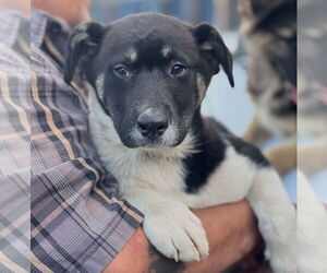 Medium Photo #2 Anatolian Shepherd-Unknown Mix Puppy For Sale in Dana Point, CA, USA