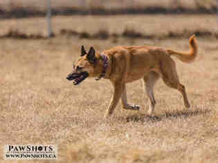 Mutt Dogs for adoption in Grasswood, Saskatchewan, Canada