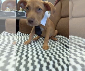 Mutt Dogs for adoption in Mount Pleasant, SC, USA