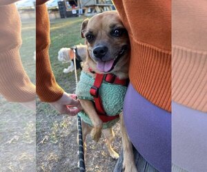 Chug Dogs for adoption in Princeton, MN, USA