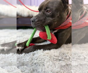 Staffordshire Bull Terrier Dogs for adoption in Goodyear, AZ, USA