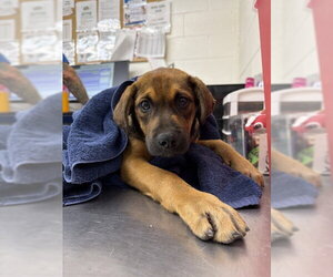 German Shepherd Dog Dogs for adoption in San Bernardino, CA, USA