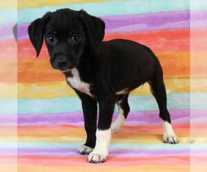 Boglen Terrier Dogs for adoption in Morton Grove, IL, USA
