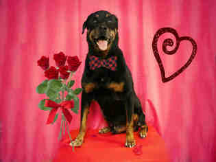 Rottweiler Dogs for adoption in Sugar Land, TX, USA