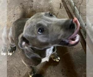 American Staffordshire Terrier-Unknown Mix Dogs for adoption in Zepheyrhills, FL, USA