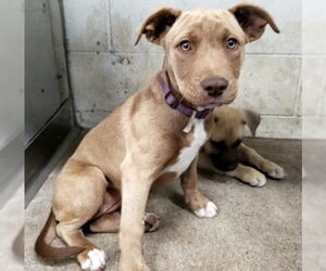 American Pit Bull Terrier-Unknown Mix Dogs for adoption in San Bernardino, CA, USA