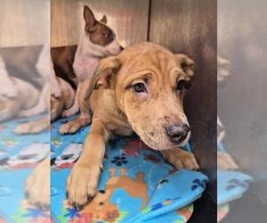 Bull Terrier-Unknown Mix Dogs for adoption in San Antonio, TX, USA
