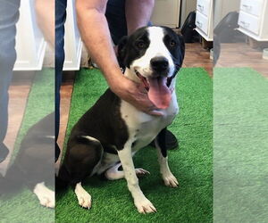 Collie-Labrador Retriever Mix Dogs for adoption in Amarillo, TX, USA
