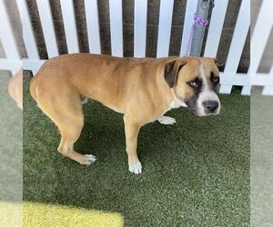 American Pit Bull Terrier-Saint Bernard Mix Dogs for adoption in Modesto, CA, USA
