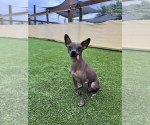Medium Photo #1 Mutt Puppy For Sale in oakland, FL, USA