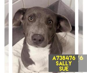 Labrador Retriever-Unknown Mix Dogs for adoption in San Antonio, TX, USA