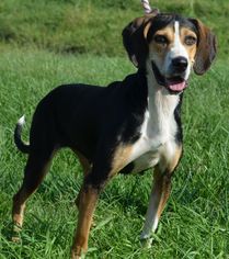 Treeing Walker Coonhound Dogs for adoption in Trenton, MO, USA