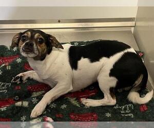 Chihuahua-Unknown Mix Dogs for adoption in Modesto, CA, USA