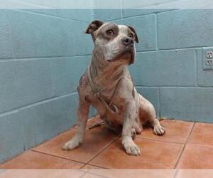 American Pit Bull Terrier Dogs for adoption in Downey, CA, USA