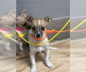 Chihuahua-Unknown Mix Dogs for adoption in Las Vegas, NV, USA