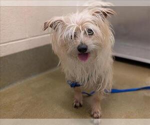 Mutt Dogs for adoption in Moreno Valley, CA, USA