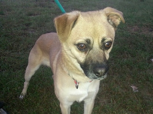 Puggle Dogs for adoption in Seaford, DE, USA