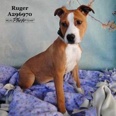 American Bulldog Dogs for adoption in Conroe, TX, USA